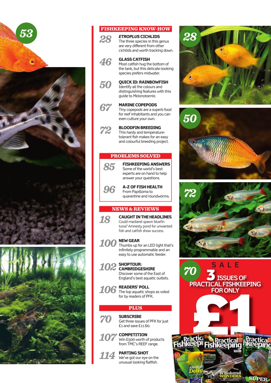 Practical Fishkeeping Preview Pages