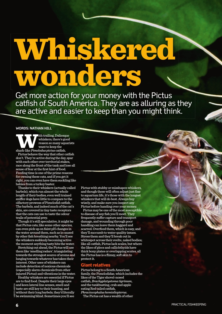 Practical Fishkeeping Preview Pages