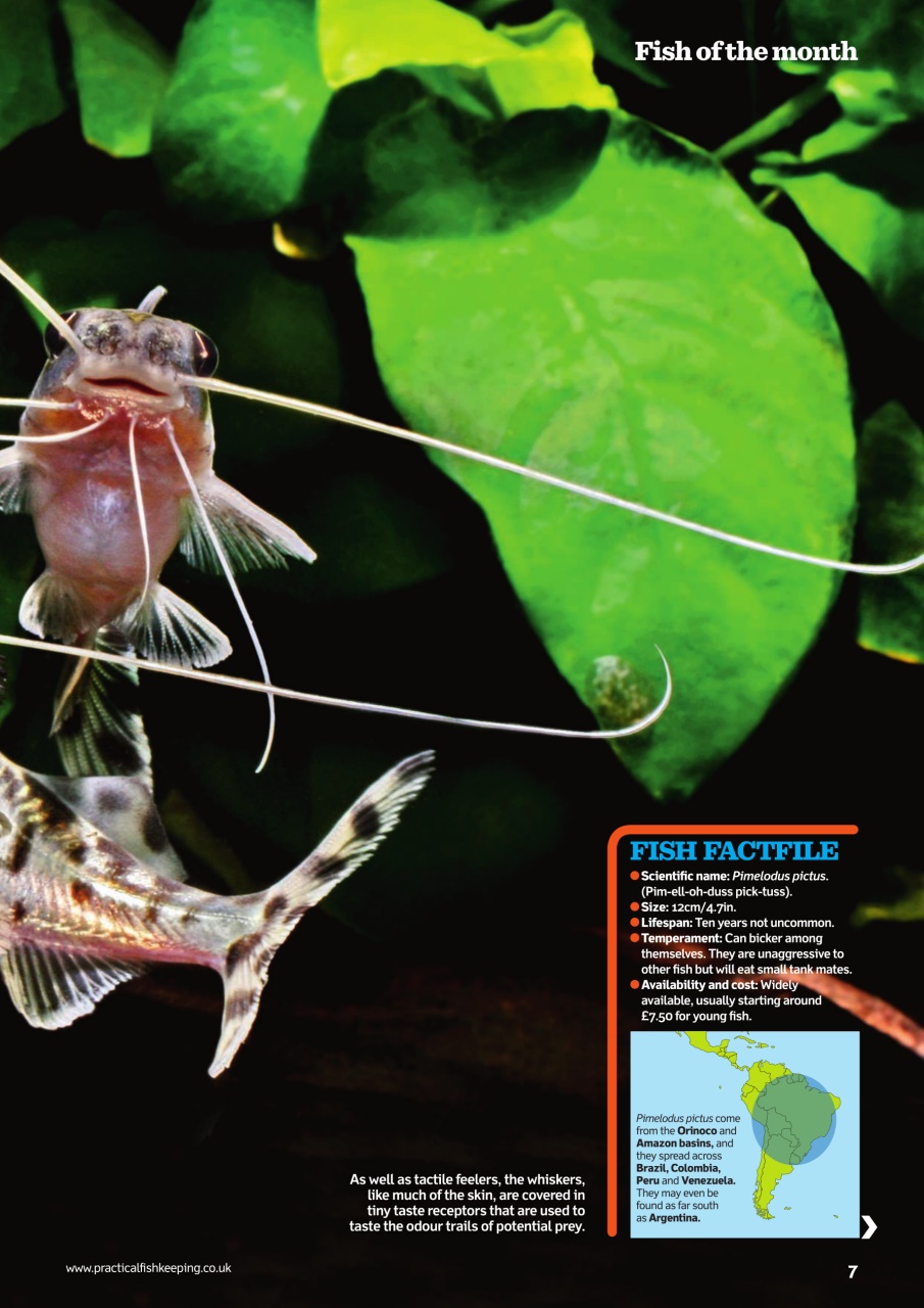 Practical Fishkeeping Preview Pages