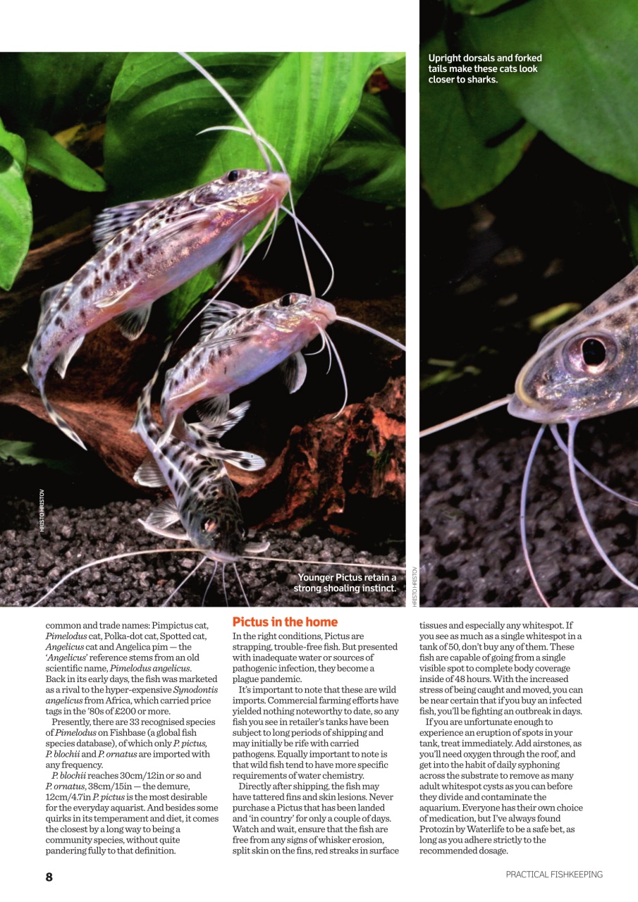 Practical Fishkeeping Preview Pages