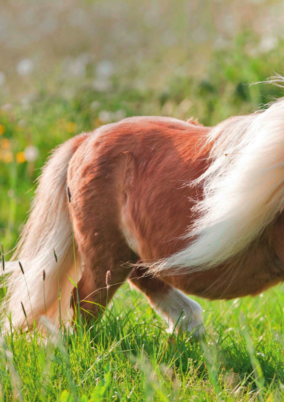 Your Horse Preview Pages