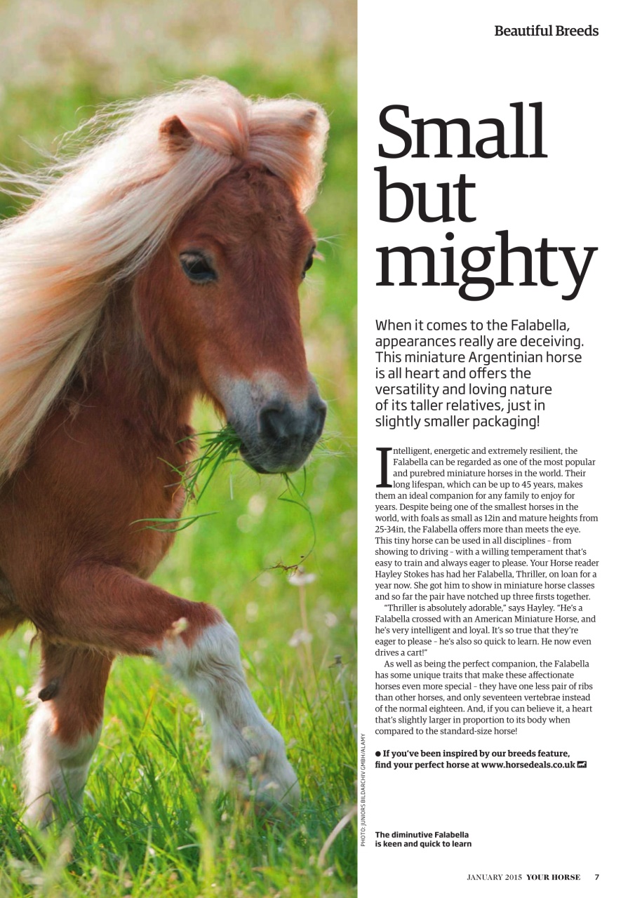 Your Horse Preview Pages