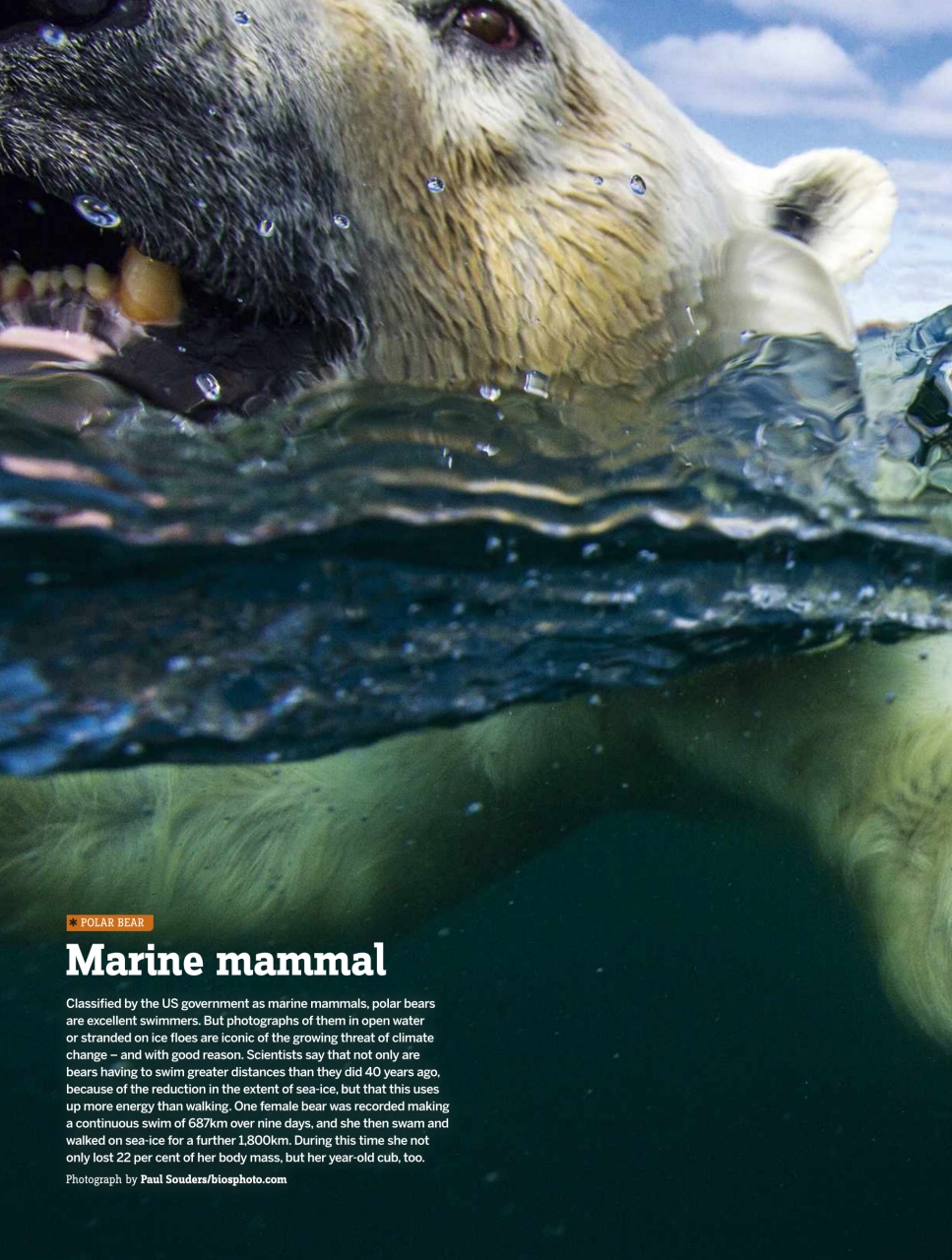 BBC Wildlife Magazine Preview Pages