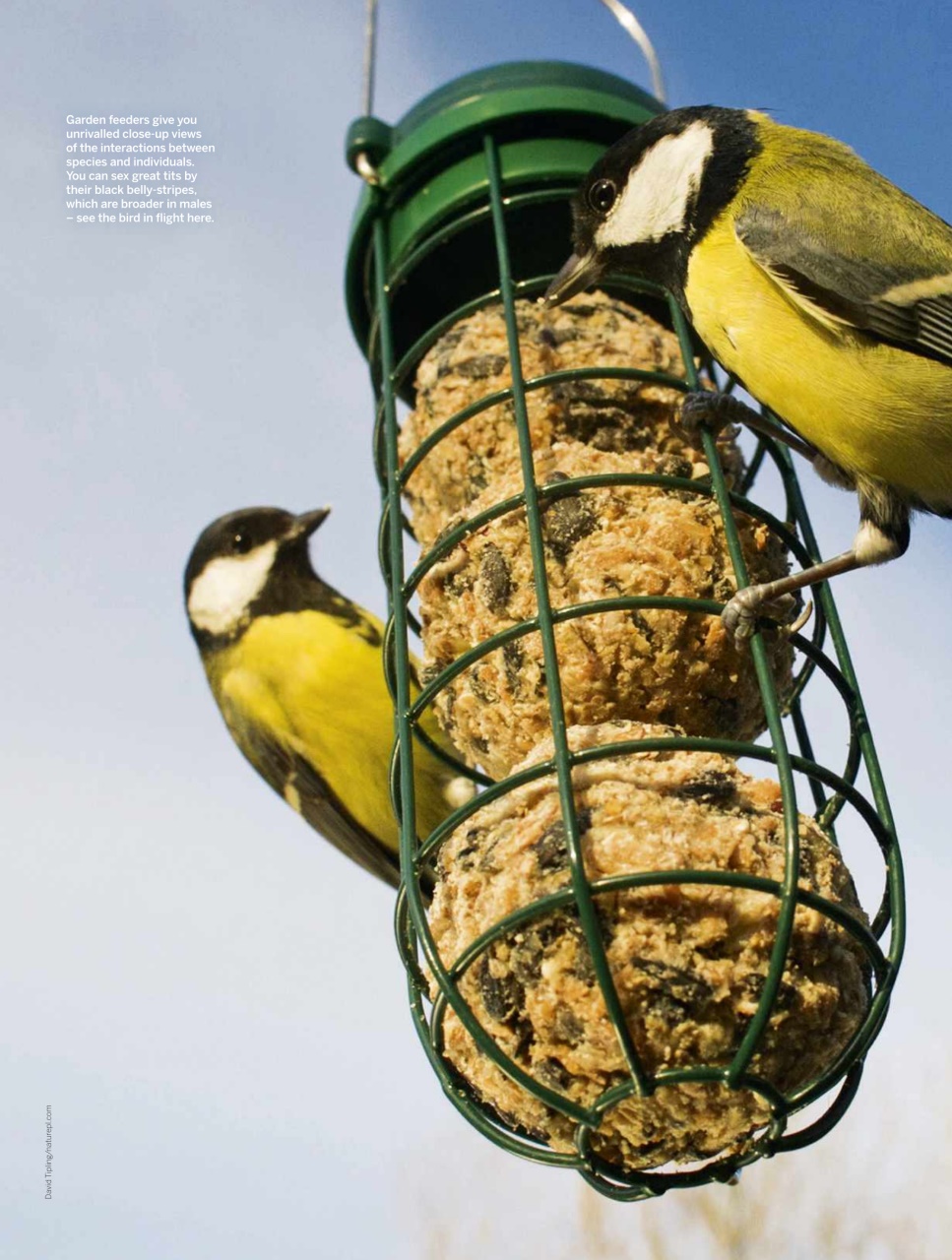 BBC Wildlife Magazine Preview Pages