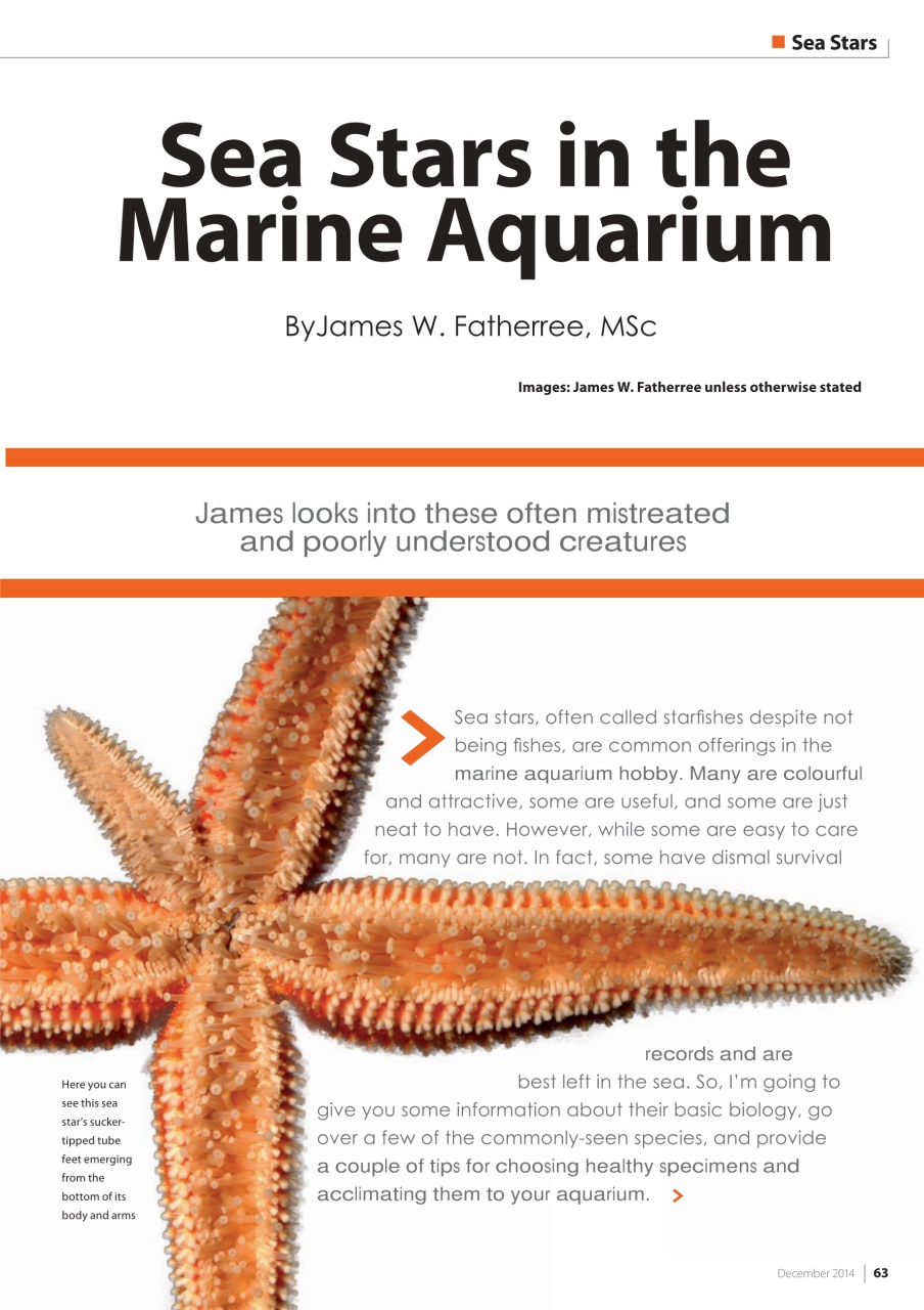 UltraMarine Magazine Preview Pages