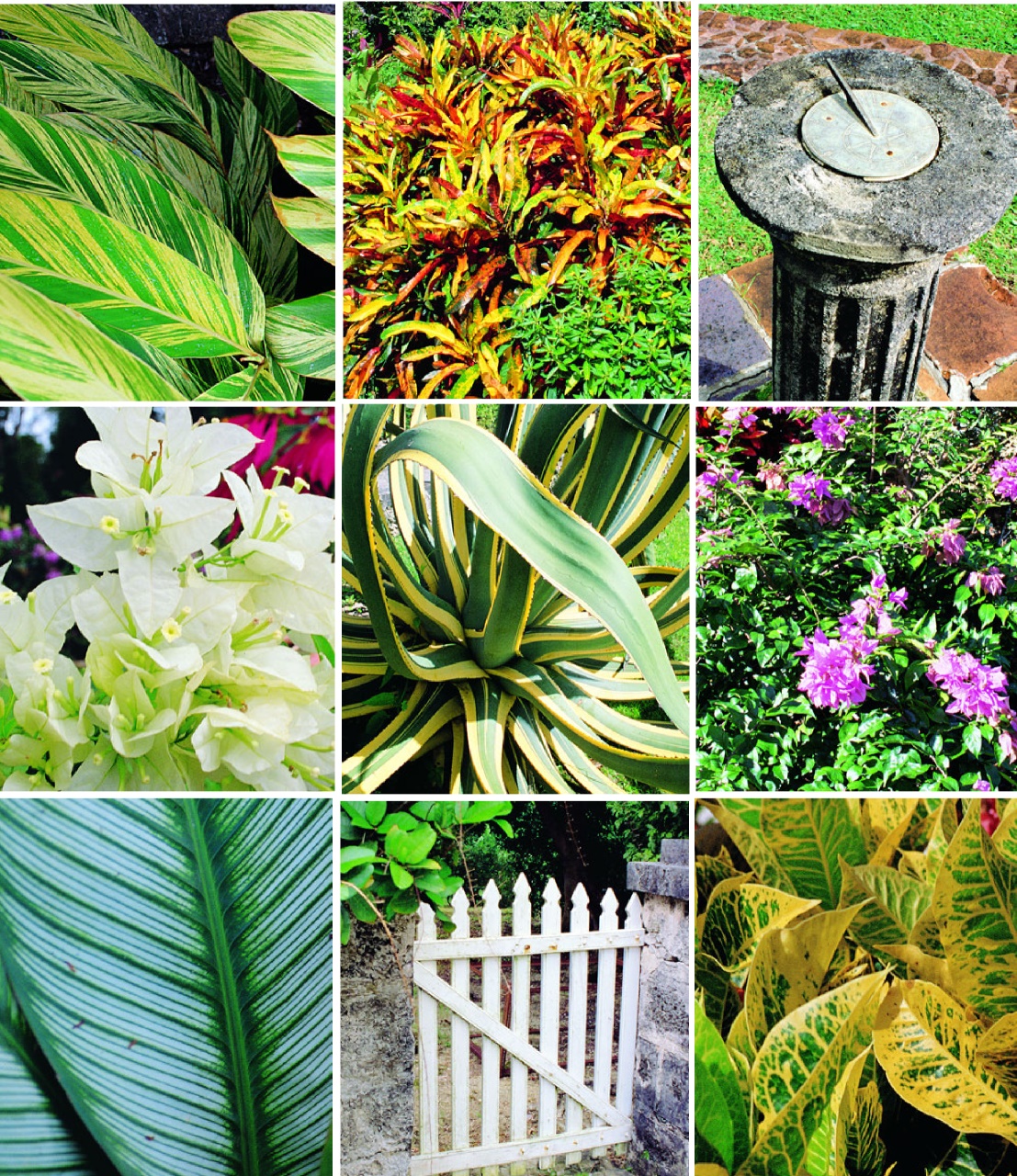 Island Life Preview Pages