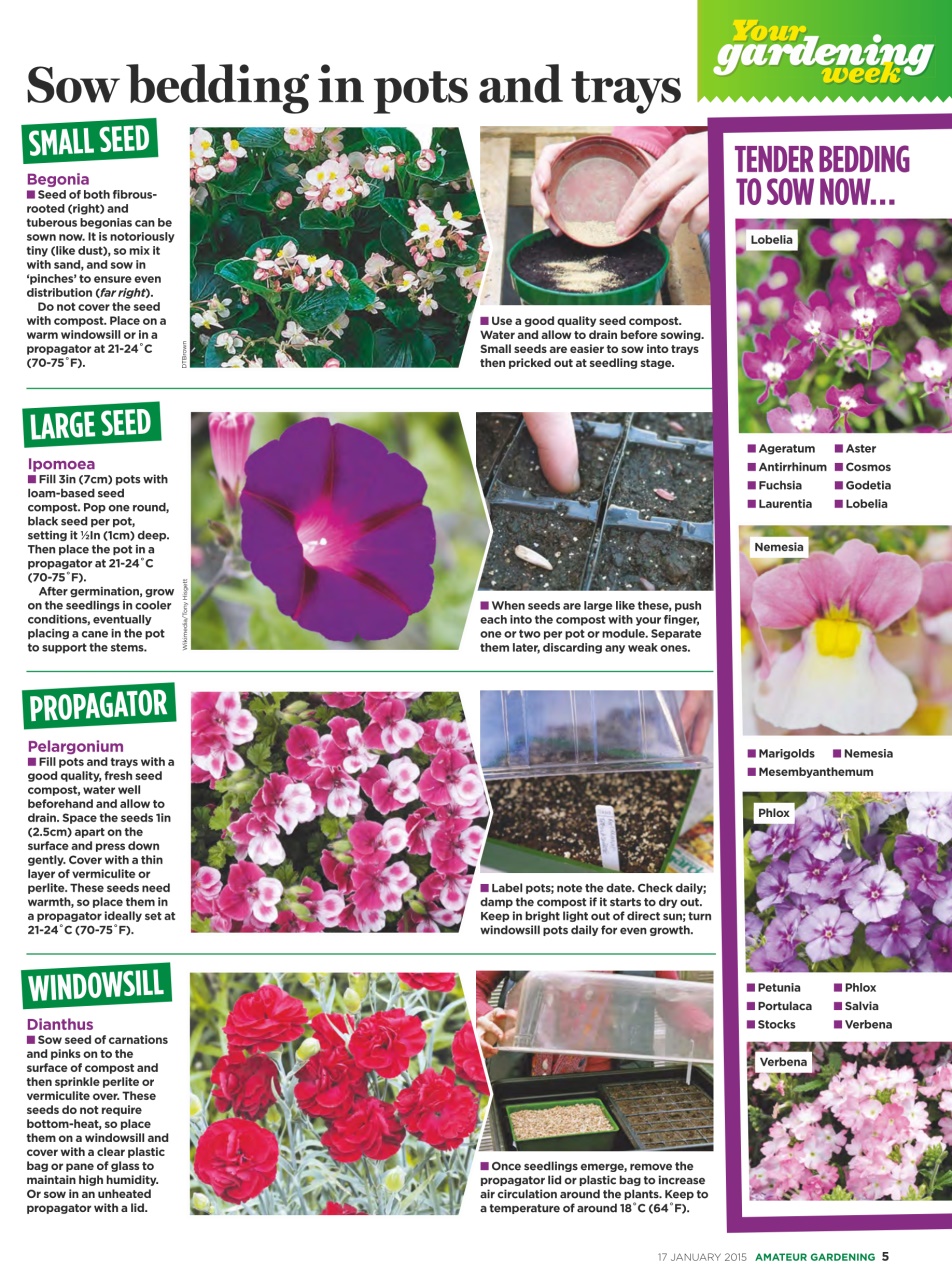 Amateur Gardening Preview Pages