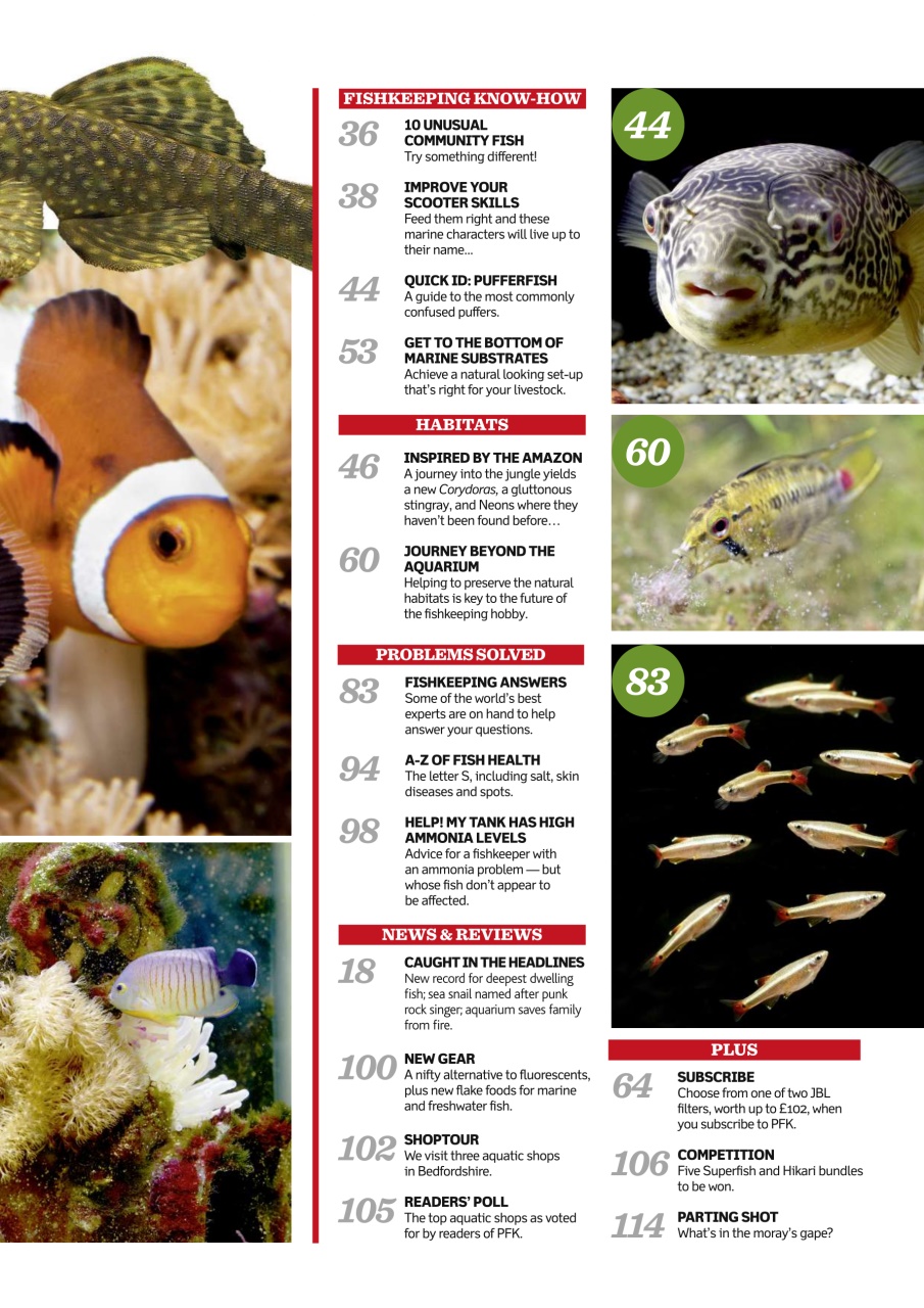 Practical Fishkeeping Preview Pages