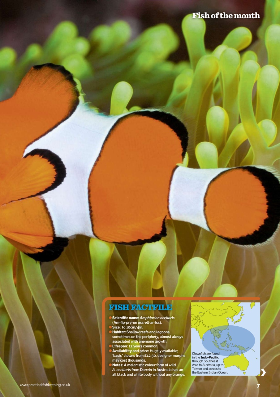 Practical Fishkeeping Preview Pages