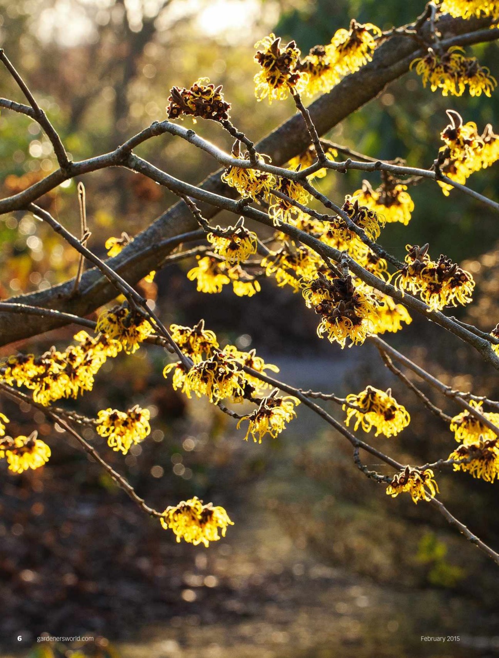 BBC Gardeners’ World Magazine Preview Pages