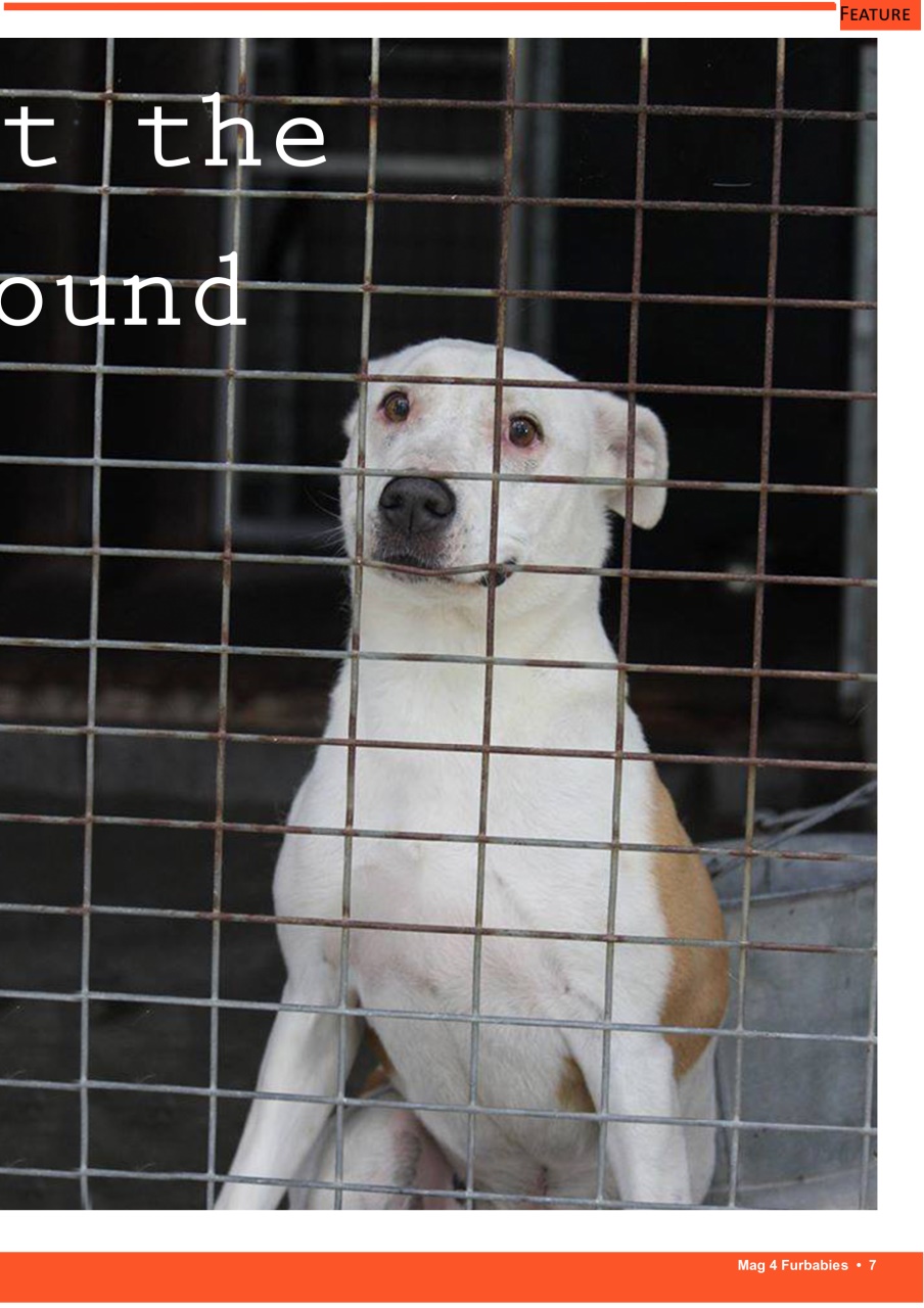 Mag 4 Furbabies Preview Pages