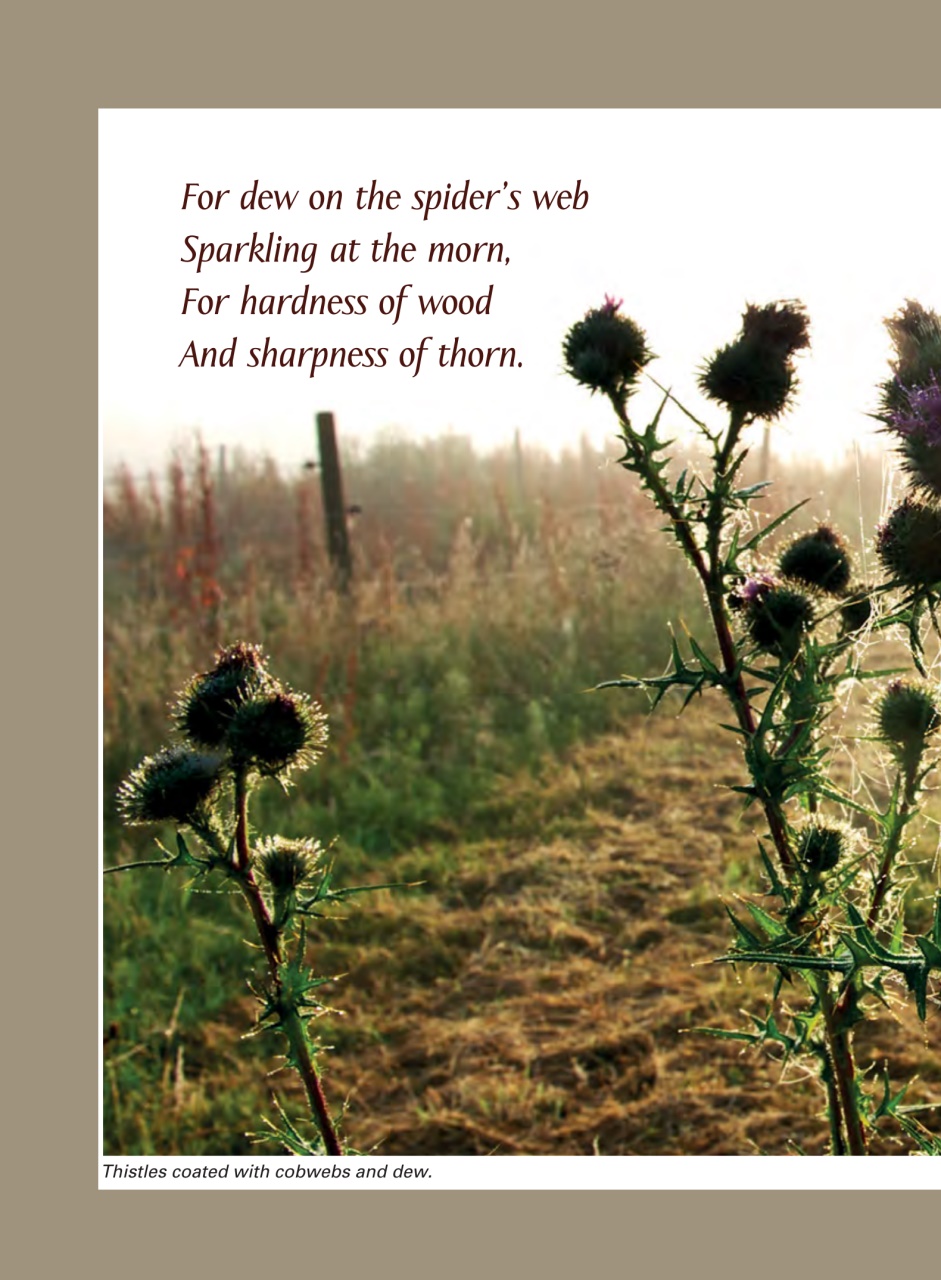 Evergreen Preview Pages