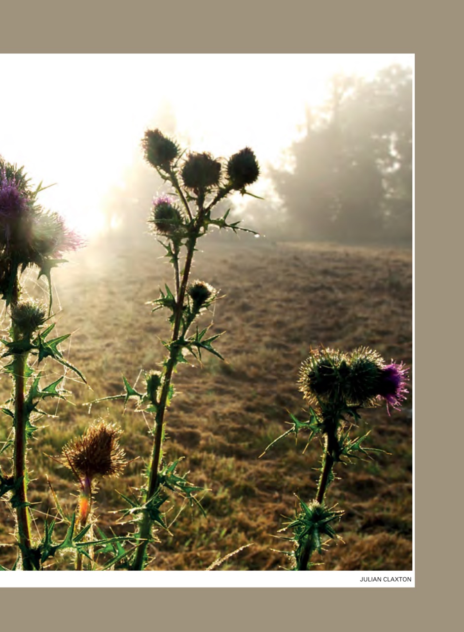 Evergreen Preview Pages