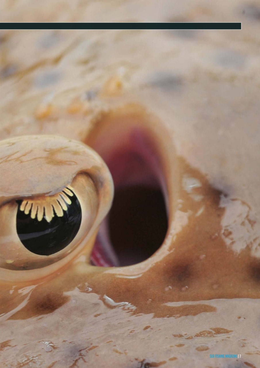 Sea Fishing Magazine Preview Pages