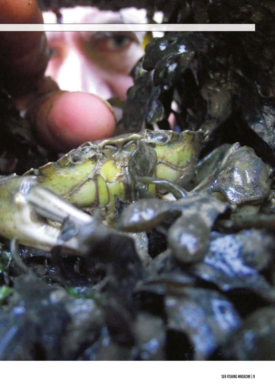 Sea Fishing Magazine Preview Pages