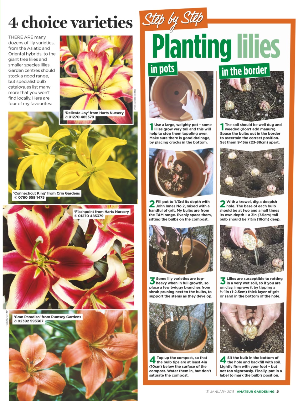 Amateur Gardening Preview Pages