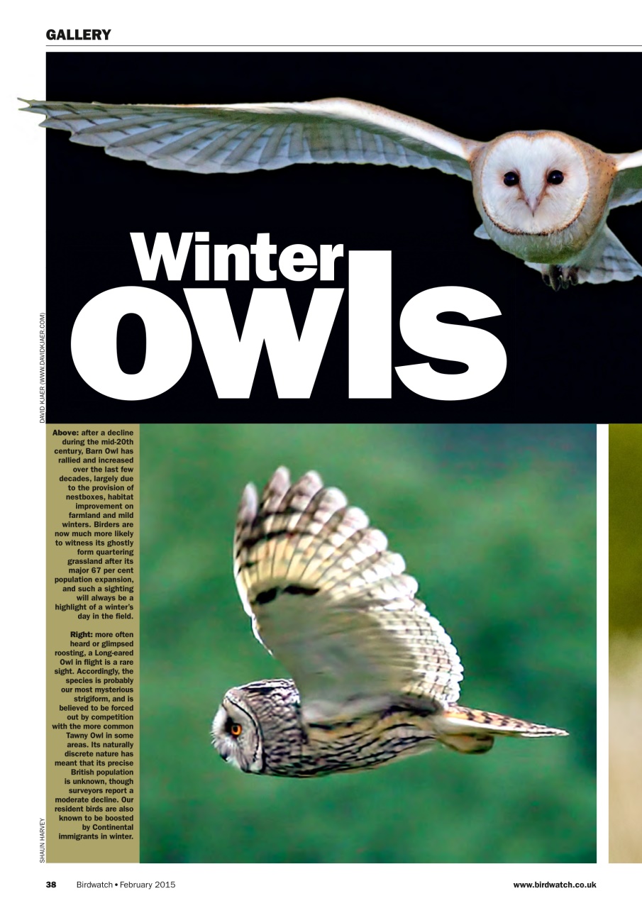 Birdwatch Magazine Preview Pages