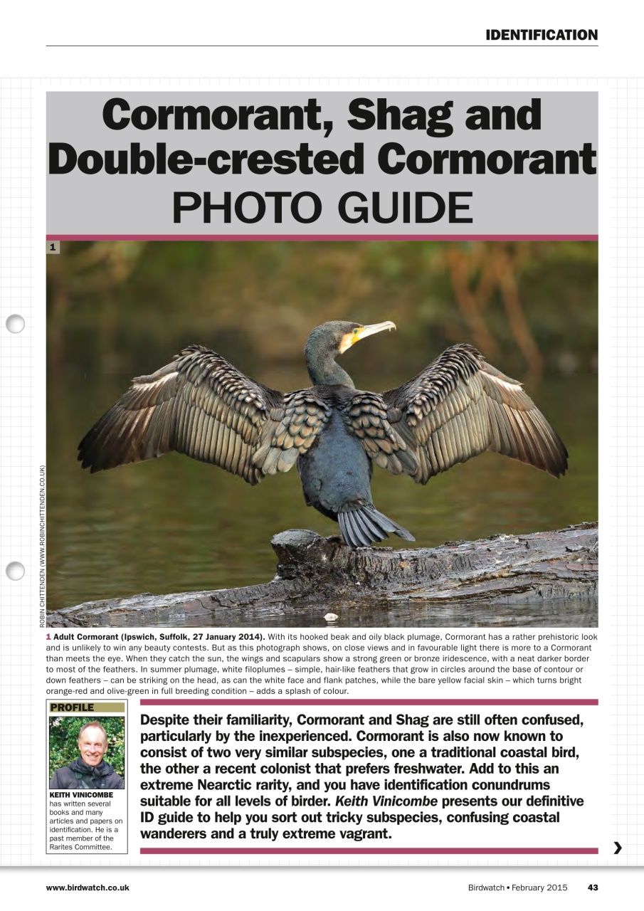 Birdwatch Magazine Preview Pages