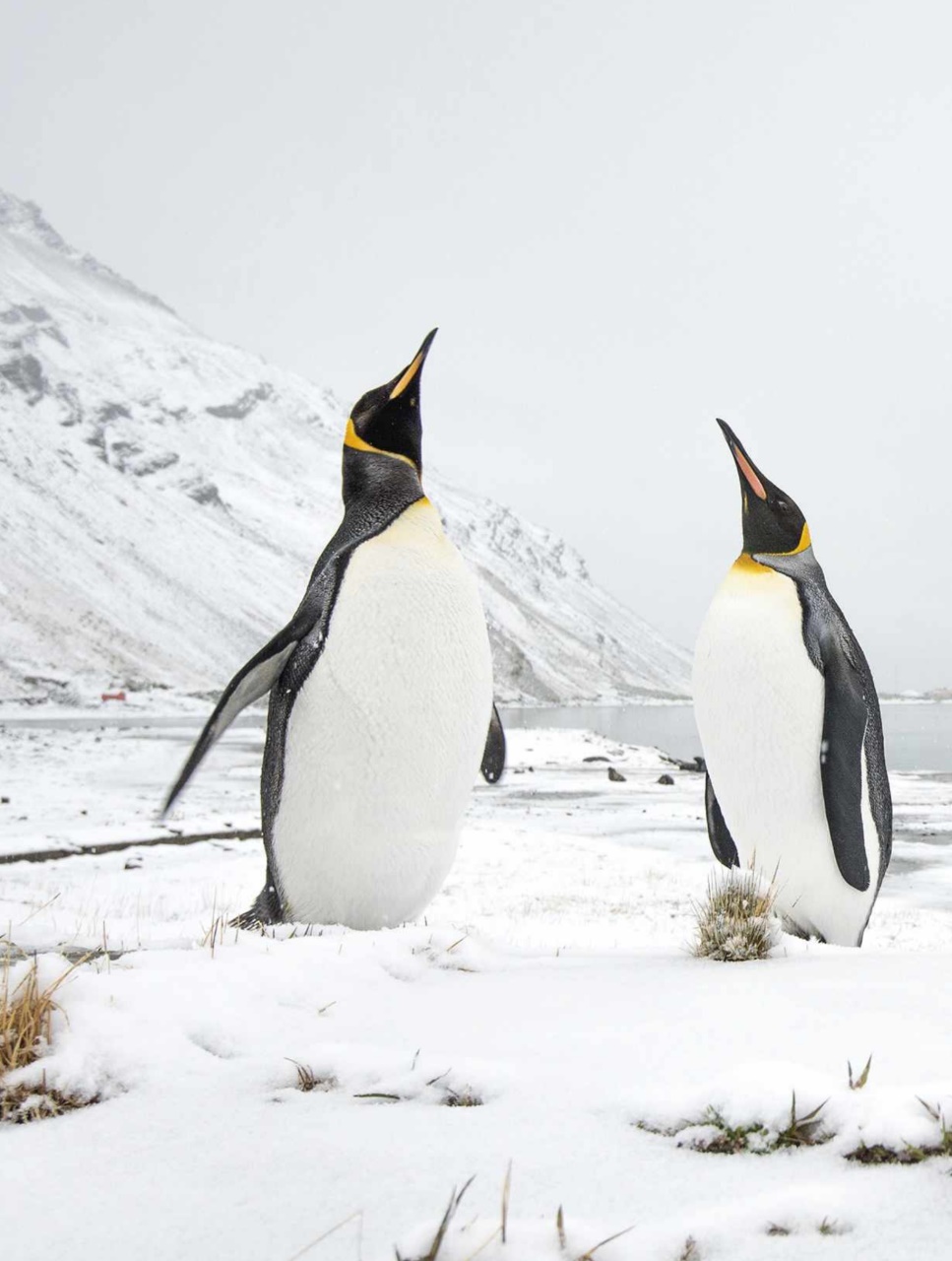 BBC Wildlife Magazine Preview Pages