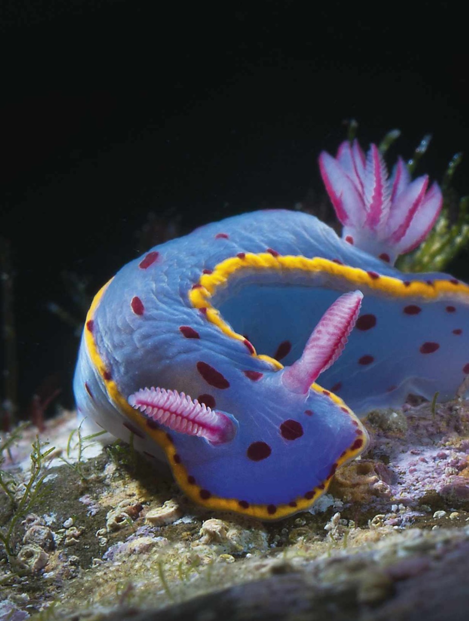 BBC Wildlife Magazine Preview Pages