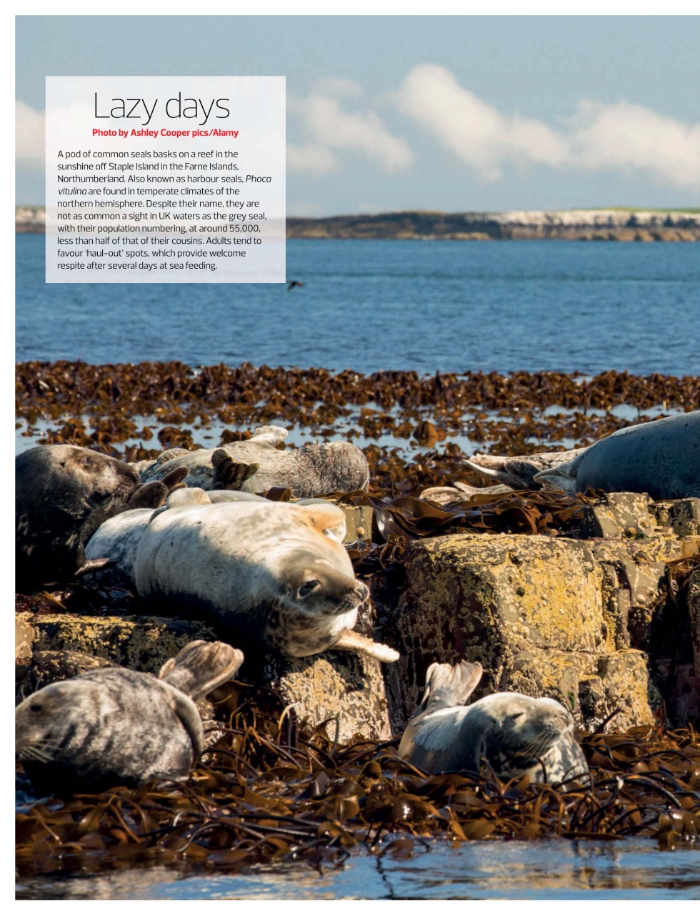 Sailing Today Preview Pages