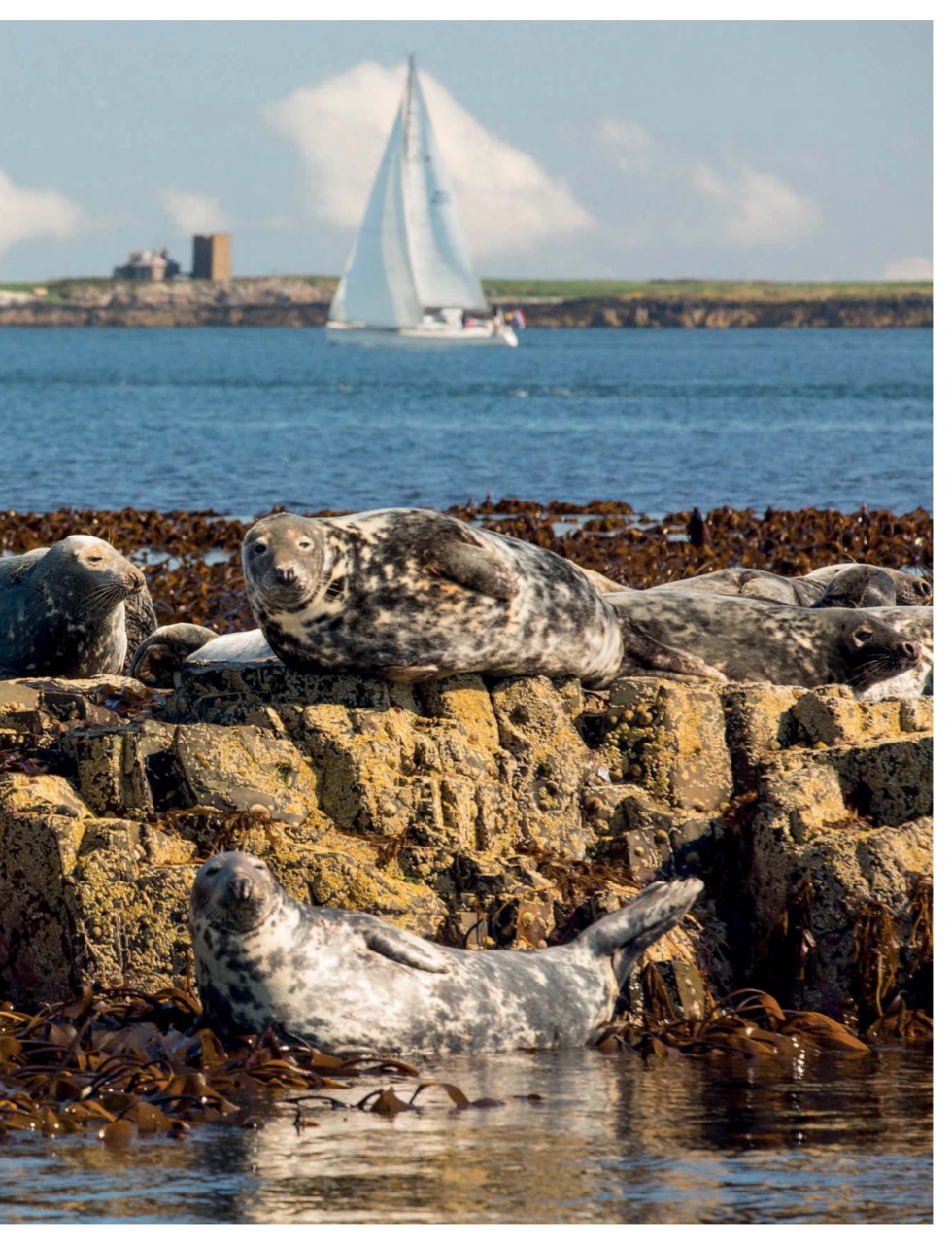 Sailing Today Preview Pages