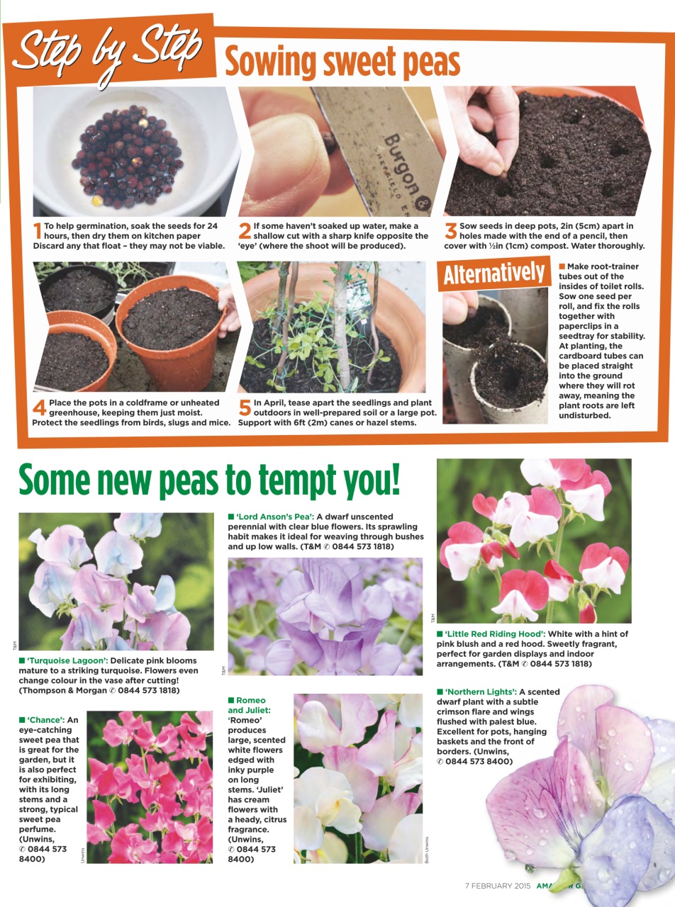 Amateur Gardening Preview Pages