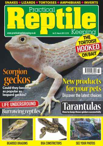 Practical Reptile Keeping issue No.72 Scorpion Geckos