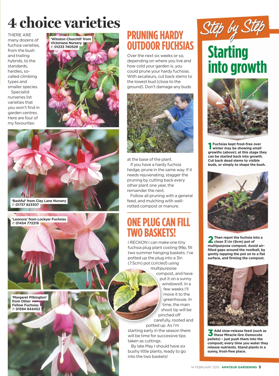 Amateur Gardening Preview Pages