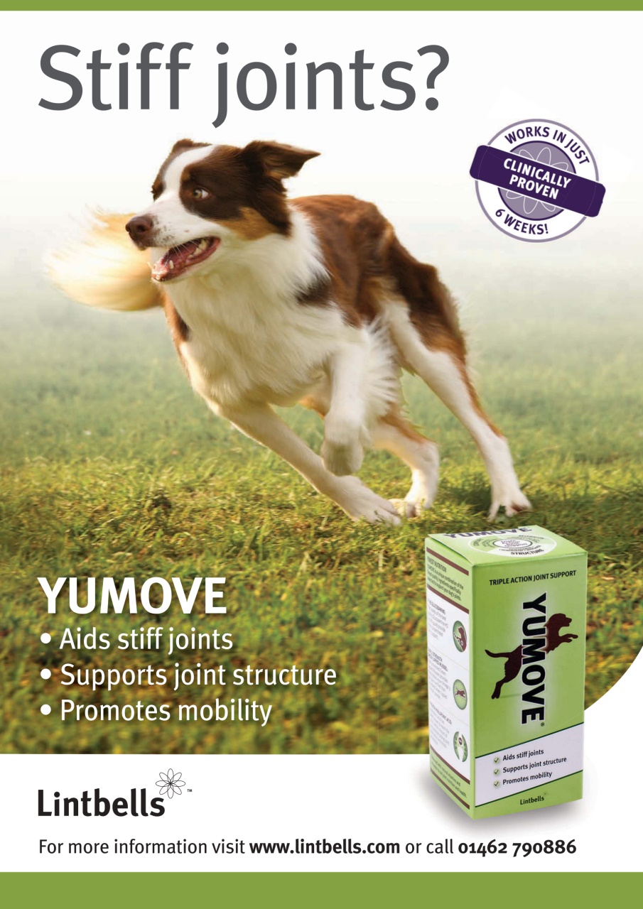 Your Dog Preview Pages