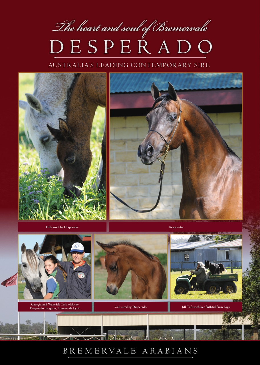 Arabian Studs & Stallions Preview Pages