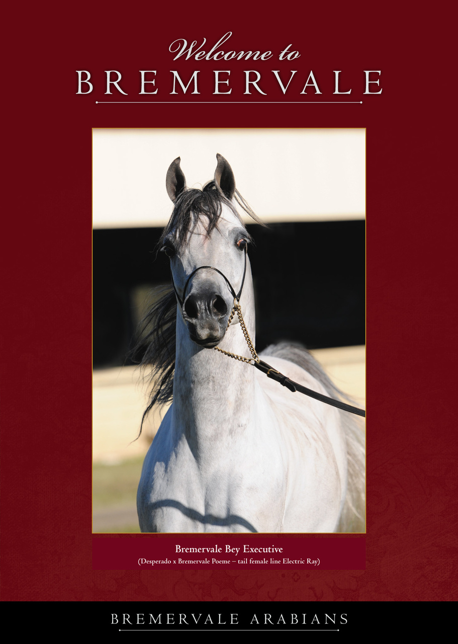 Arabian Studs & Stallions Preview Pages