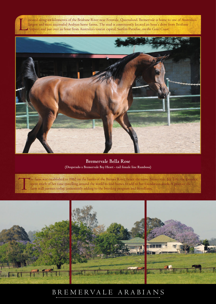 Arabian Studs & Stallions Preview Pages