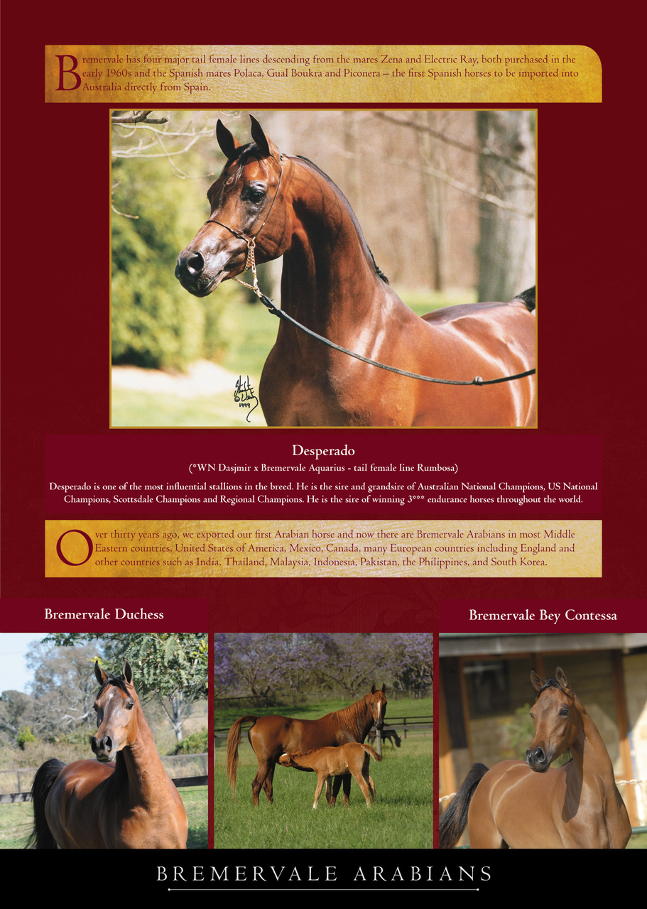 Arabian Studs & Stallions Preview Pages