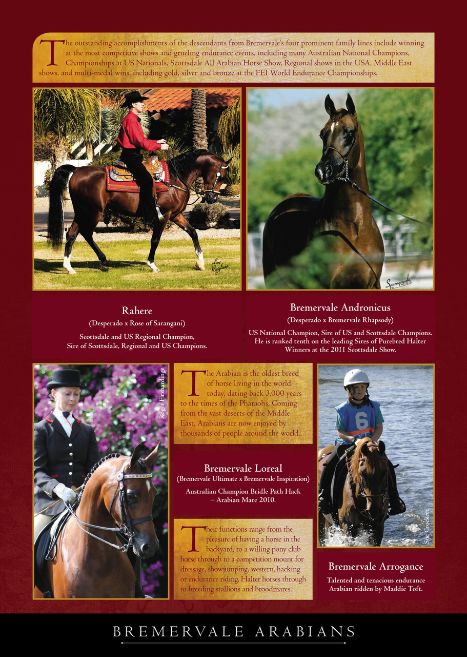 Arabian Studs & Stallions Preview Pages