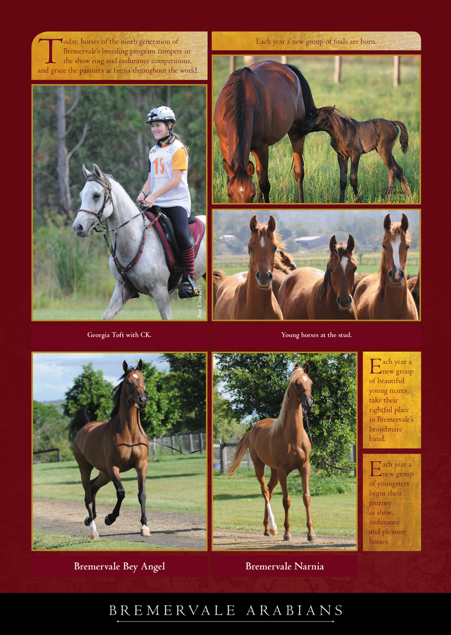 Arabian Studs & Stallions Preview Pages