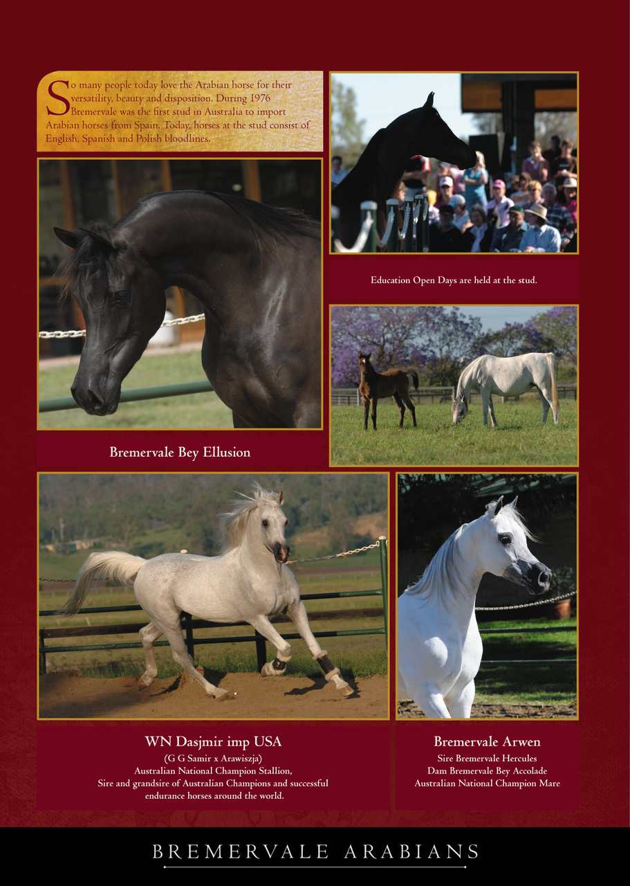 Arabian Studs & Stallions Preview Pages