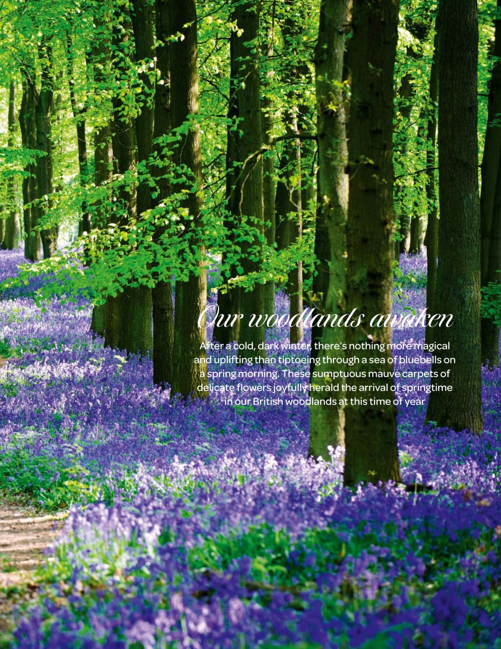 LandLove Magazine Preview Pages