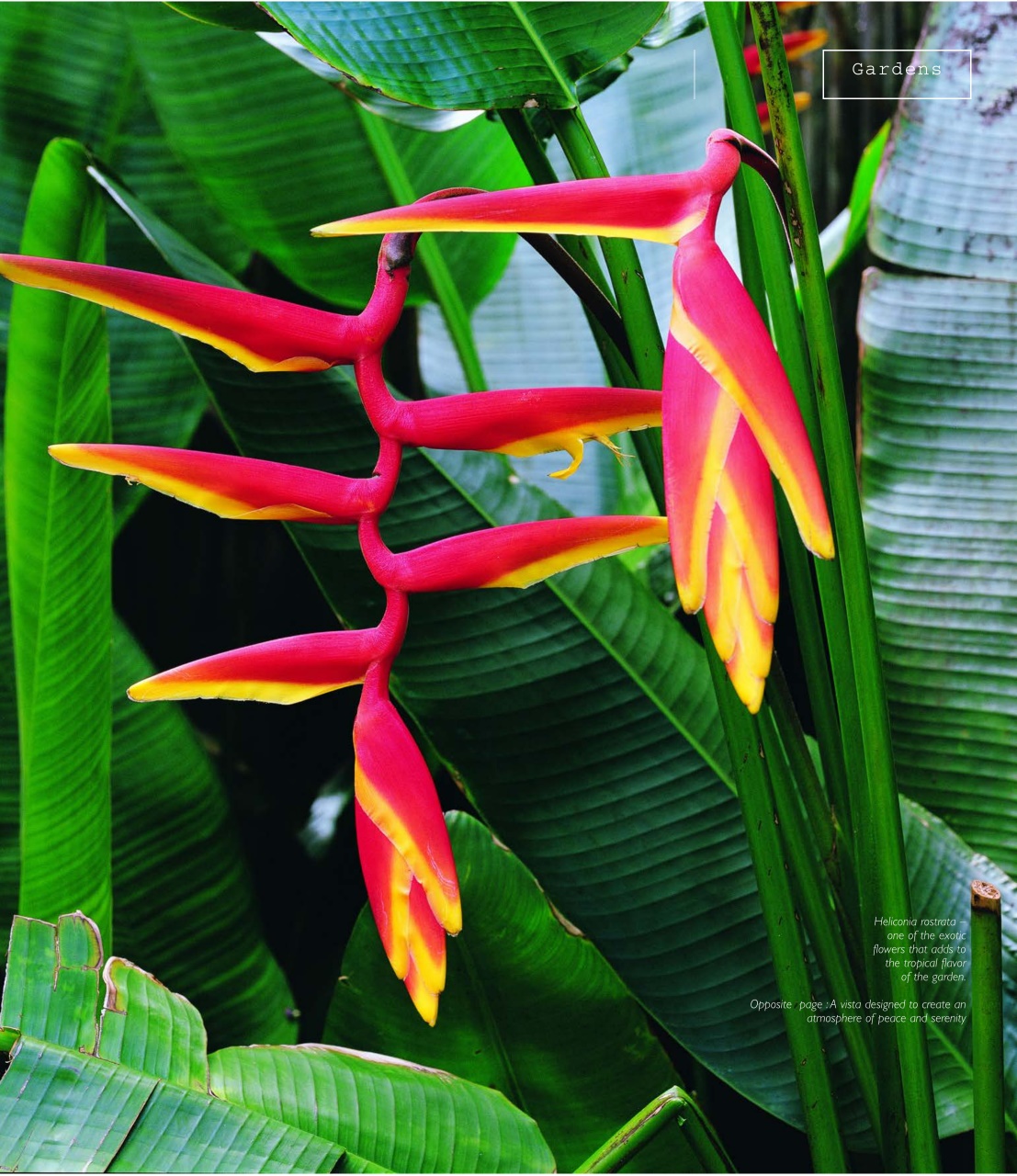 Island Life Preview Pages