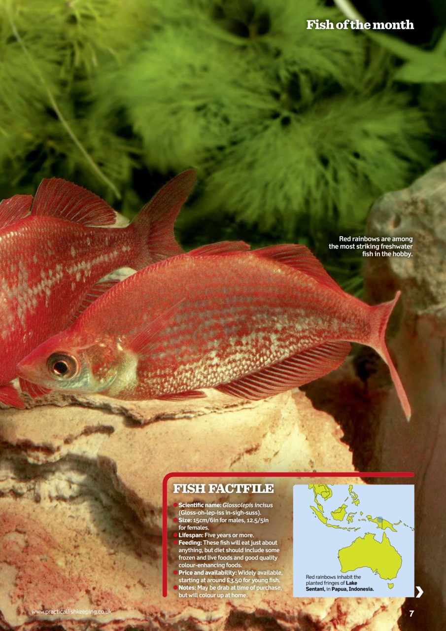 Practical Fishkeeping Preview Pages