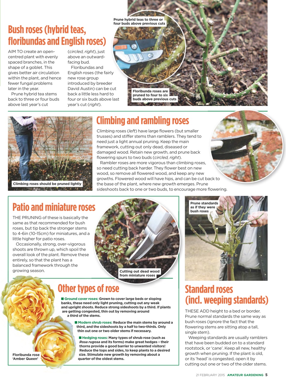 Amateur Gardening Preview Pages