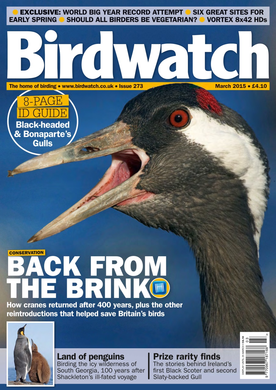 Birdwatch Magazine Preview Pages