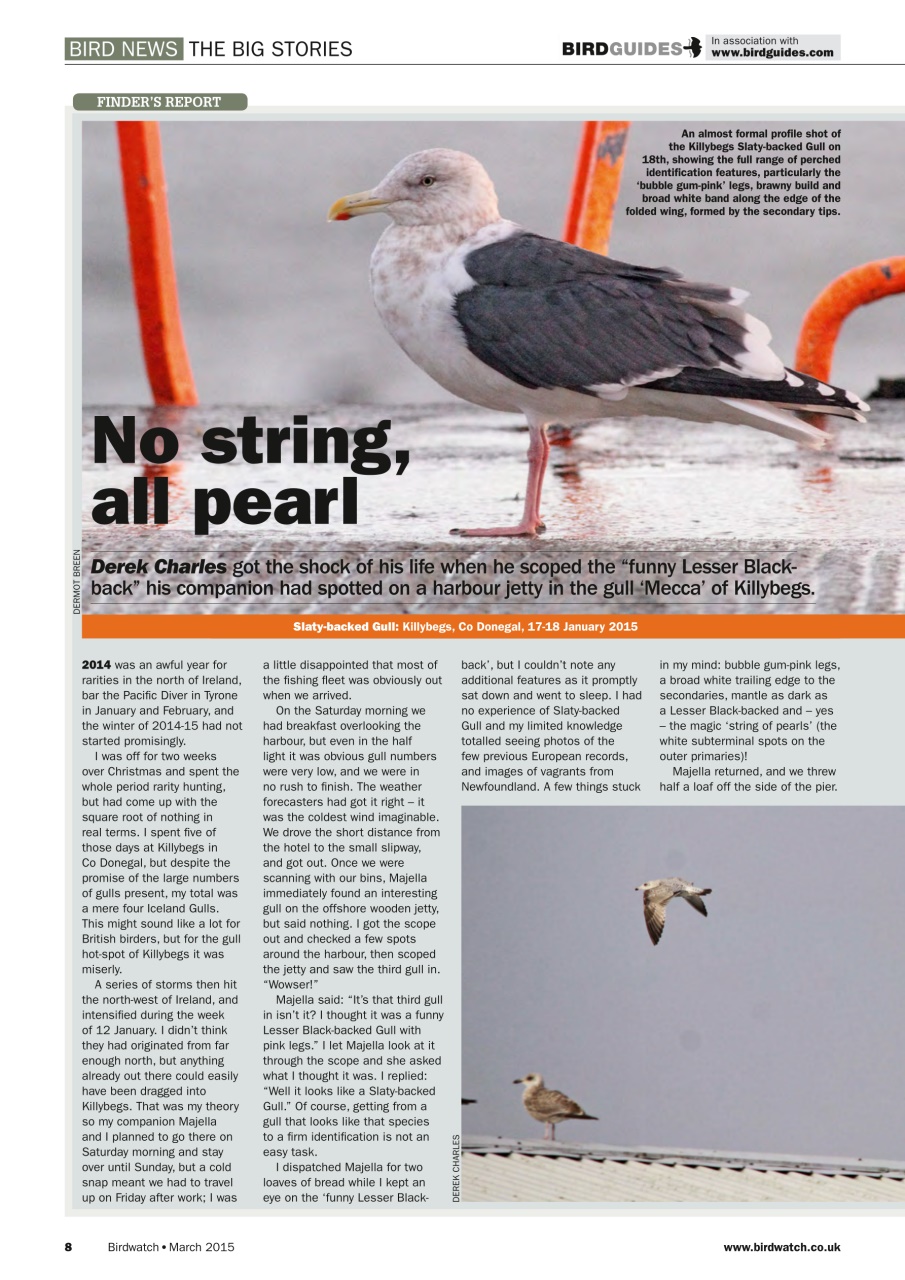 Birdwatch Magazine Preview Pages