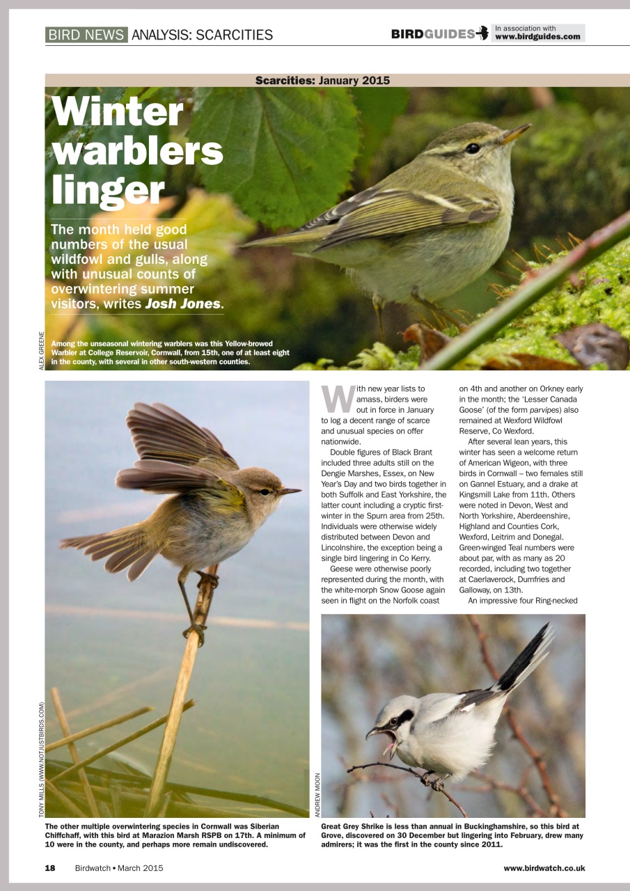 Birdwatch Magazine Preview Pages