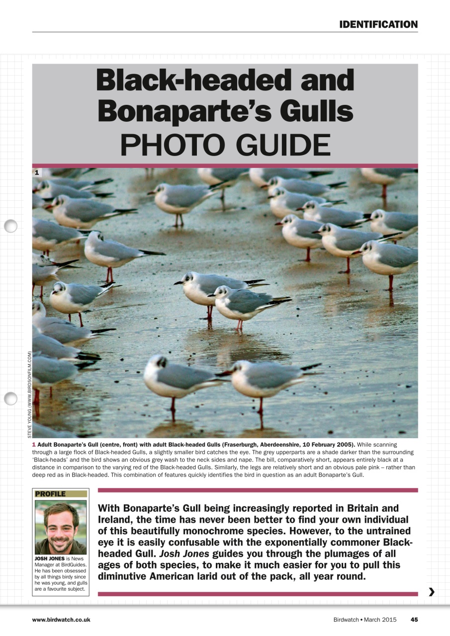 Birdwatch Magazine Preview Pages