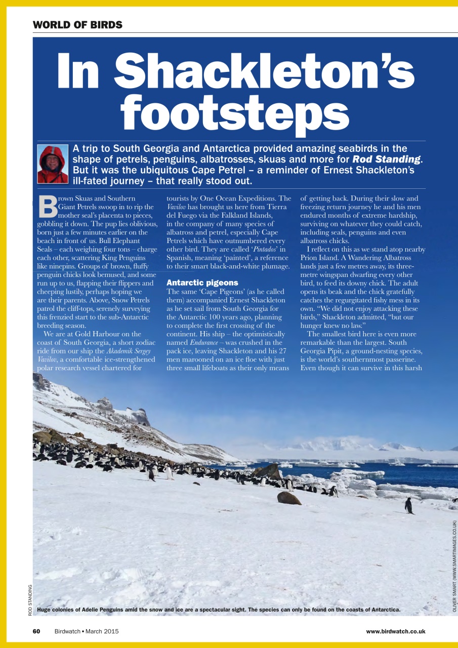 Birdwatch Magazine Preview Pages