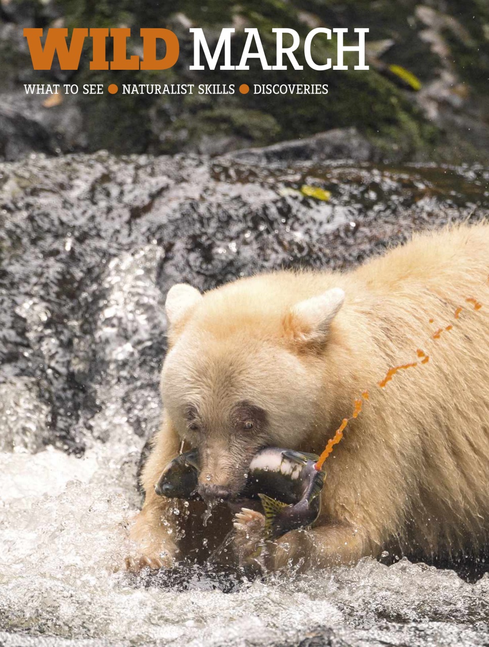 BBC Wildlife Magazine Preview Pages