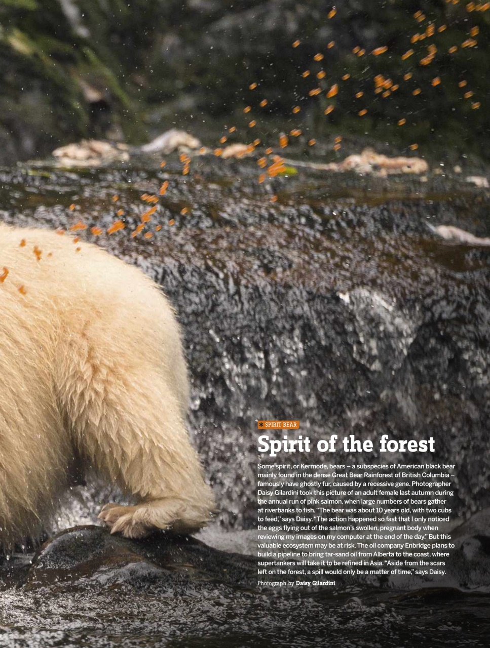 BBC Wildlife Magazine Preview Pages