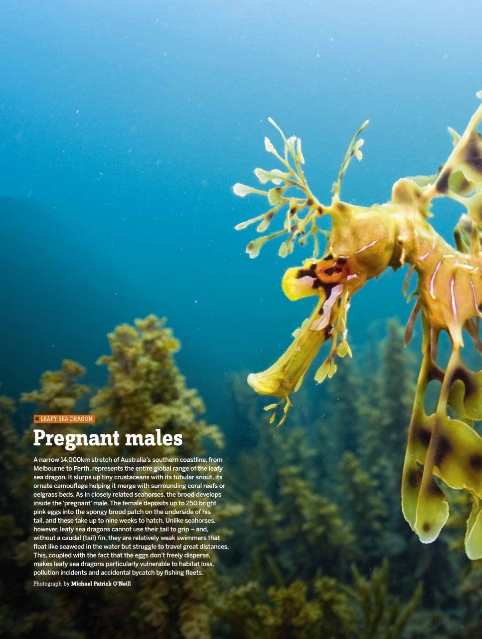 BBC Wildlife Magazine Preview Pages