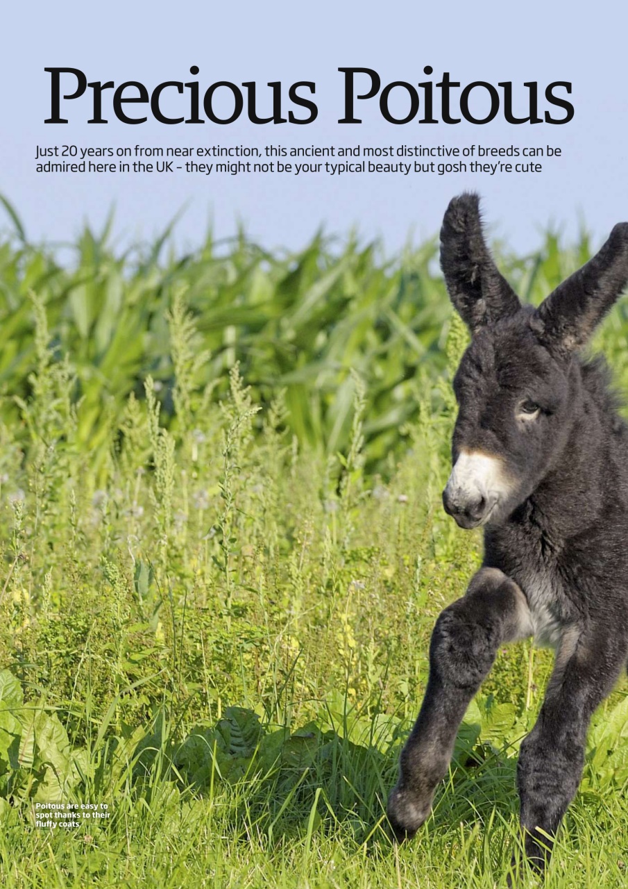 Your Horse Preview Pages